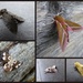 Early june moths by steveandkerry