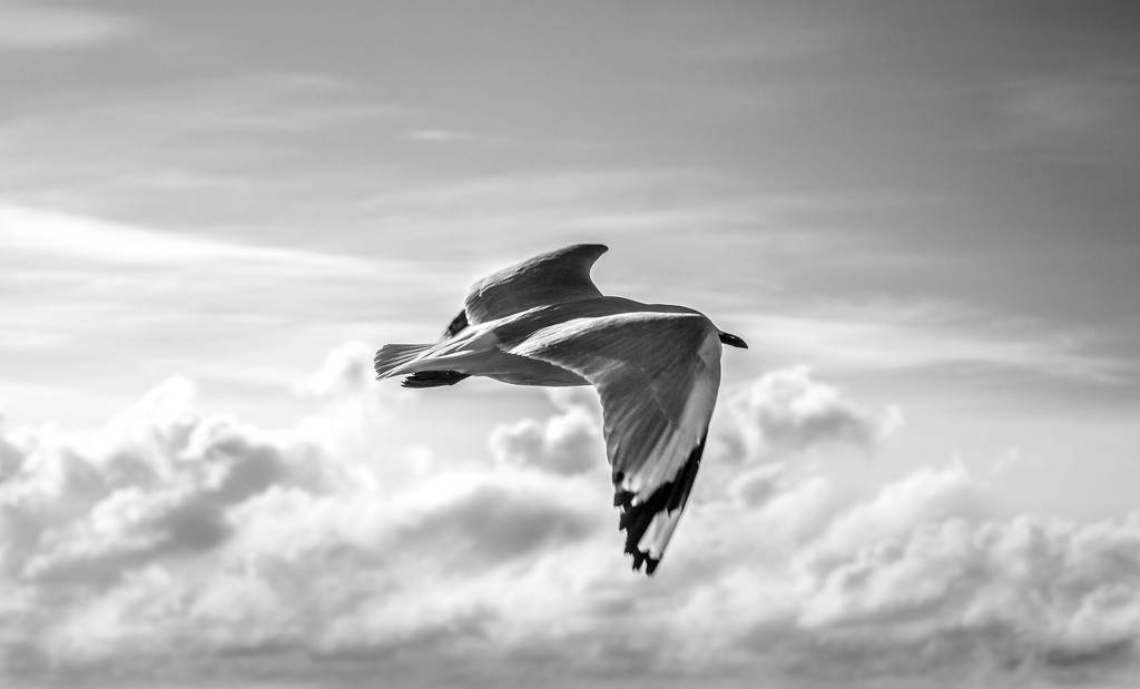 on the wing by graemestevens