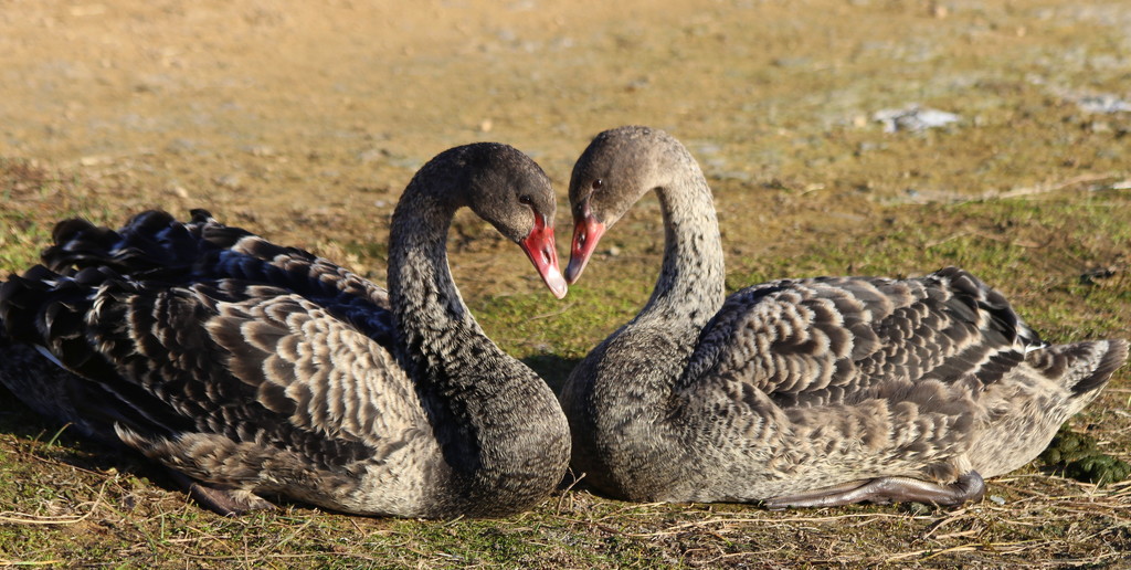 The ugly ducklings in love by gilbertwood