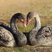 The ugly ducklings in love by gilbertwood