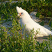 Little Corella - Here Comes the Sun by onewing