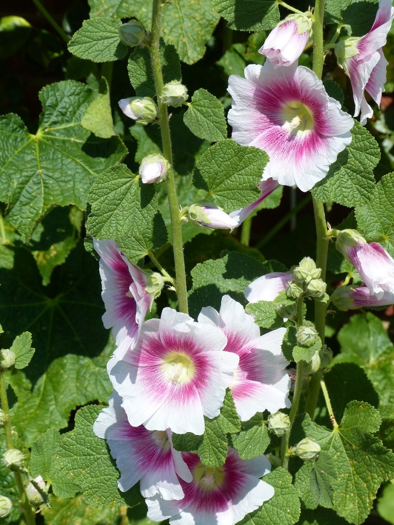 Hollyhocks  by foxes37