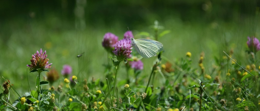 white butterfly by parisouailleurs
