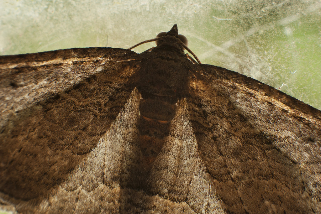 moth- detail by kali66