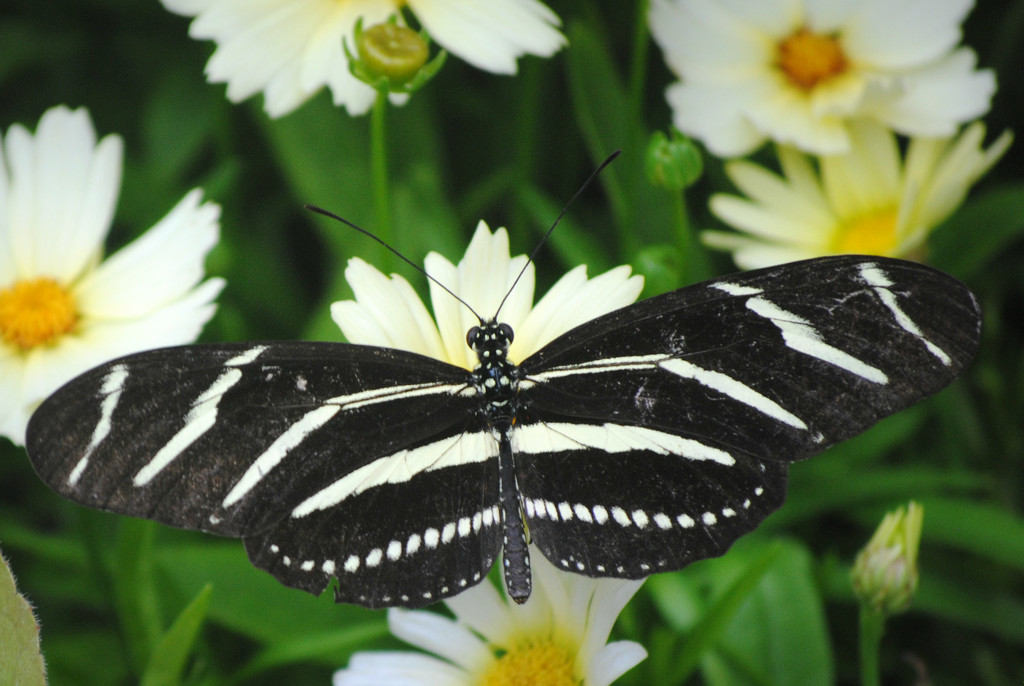 Zebra Longwing Butterfly by alophoto