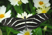 19th Jun 2017 - Zebra Longwing Butterfly