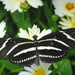 Zebra Longwing Butterfly by alophoto