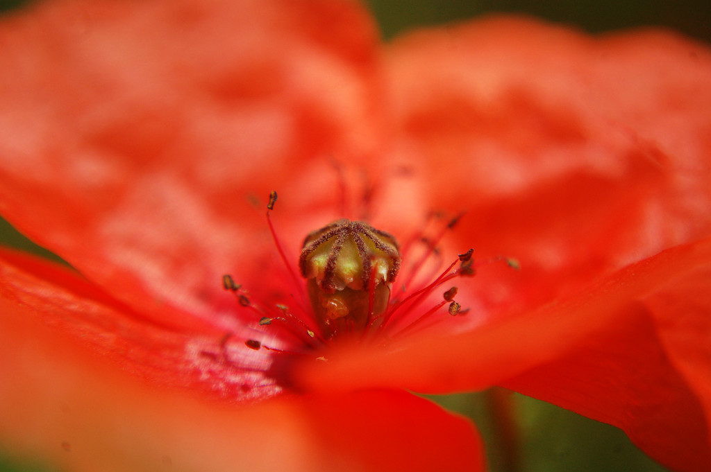 Scarlet Petals by fbailey