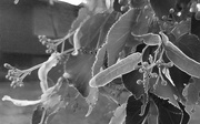 14th Jun 2017 - BW Leaves and Buds