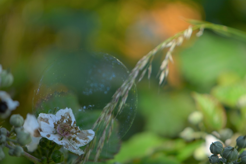 Bubble on Hedgerow.... by ziggy77