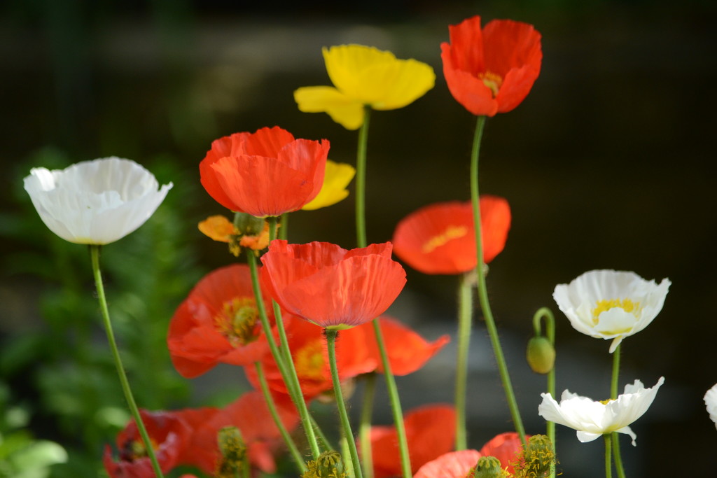More poppies by richardcreese