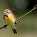 Savannah Sparrow Wide by rminer