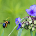 Bee and Spiderwort by rminer