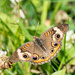 Butterfly Buckeye by rminer