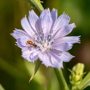 19th Jun 2017 - Chicory with Bee