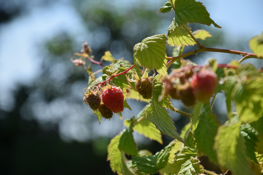 Raspberries  by parisouailleurs