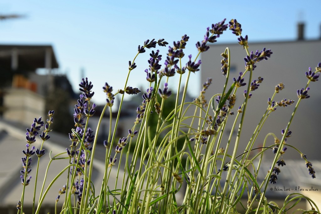 lavender in the city  by parisouailleurs