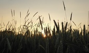 19th Jun 2017 - sunset in the wheat field