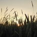 sunset in the wheat field by helenhall
