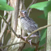 fledgling by vankrey