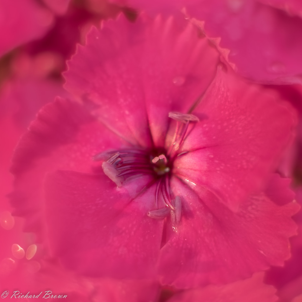 Sweet William  by rjb71