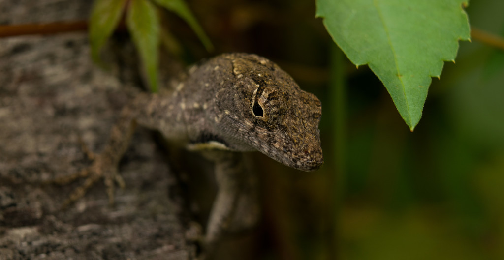 Lizard Up Close! by rickster549
