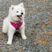 American Eskimo dog by pamknowler
