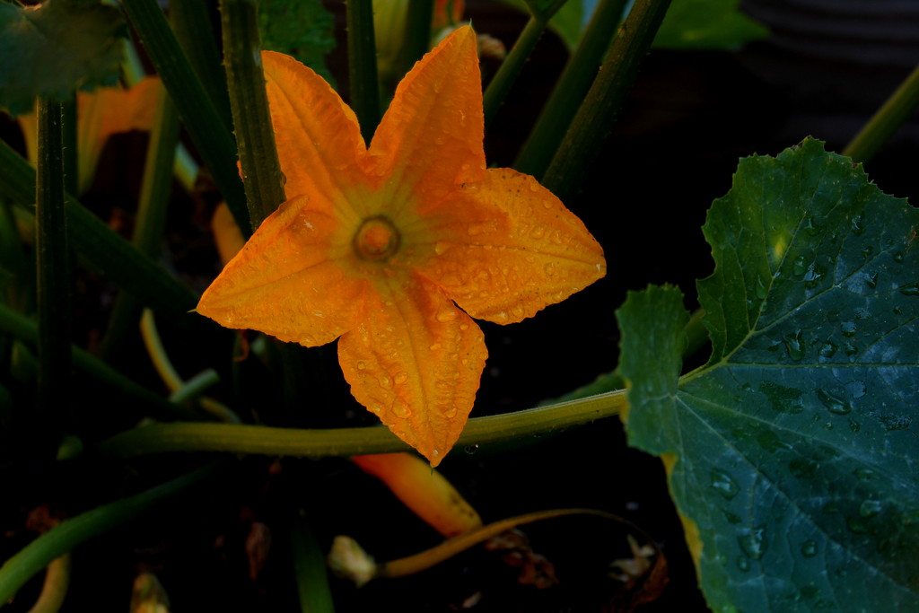 Squash Flower by kerristephens