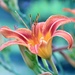 daylily by lynnz