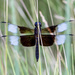 Widow Skimmer Dragonfly by lindasees