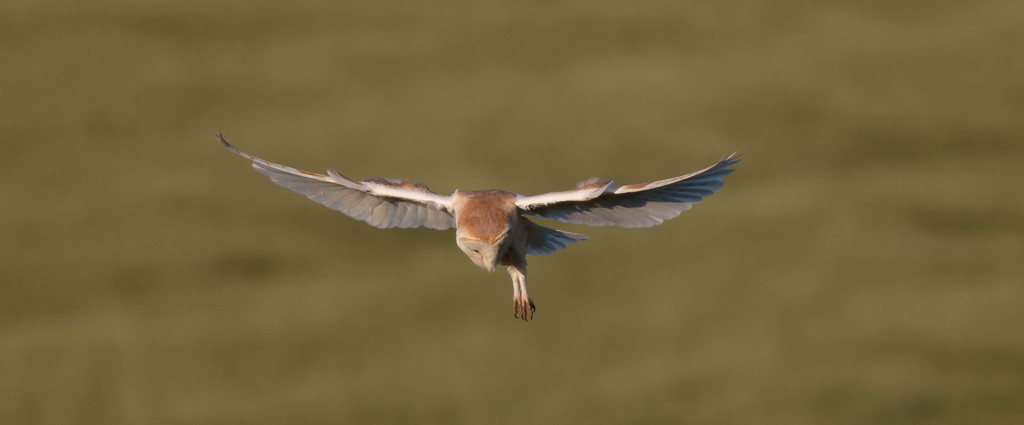 Barn Owl hovering-best on black if you have the time by padlock