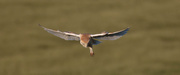 15th Jun 2017 - Barn Owl hovering-best on black if you have the time