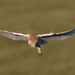 Barn Owl hovering-best on black if you have the time by padlock