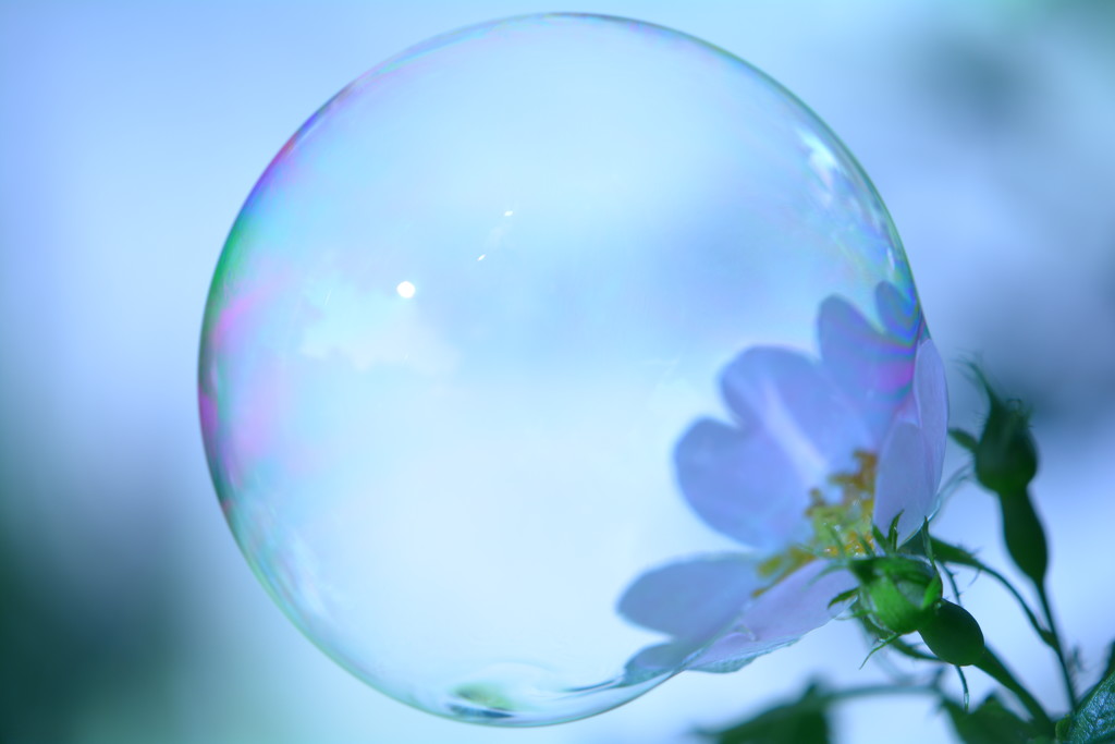 Bubble........... by ziggy77