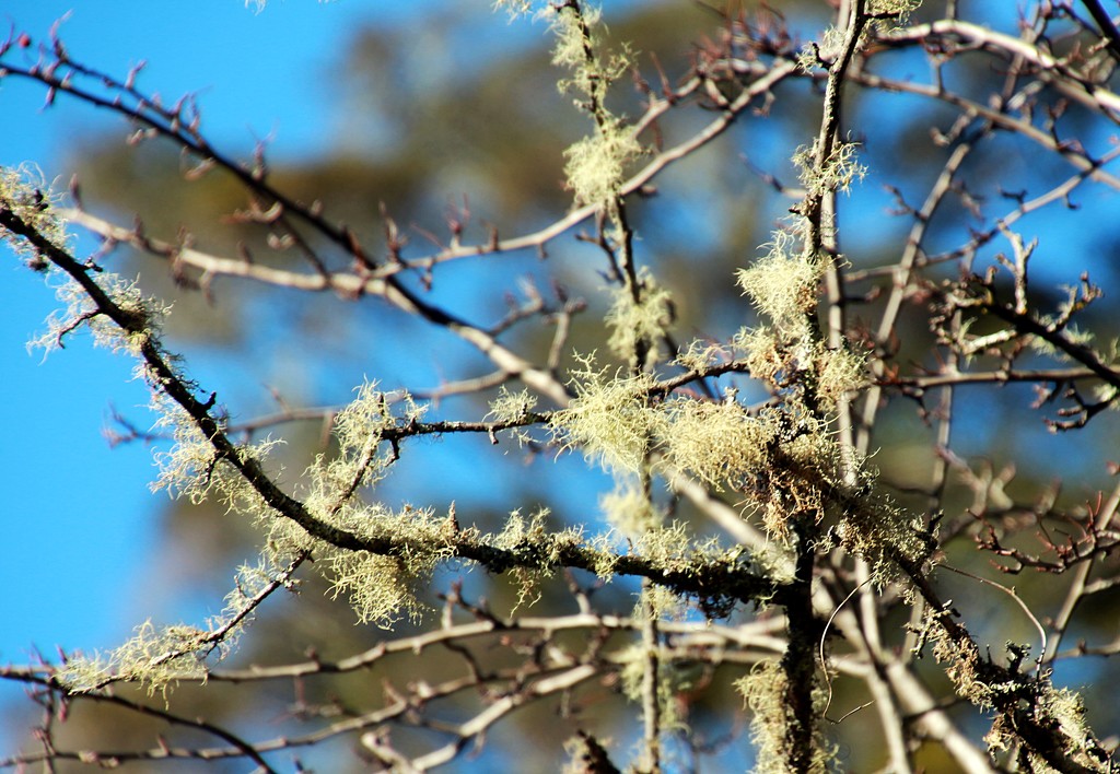 Lichen branches by kiwinanna