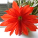 Red Flower by oldjosh
