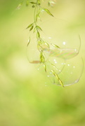 20th Jun 2017 - Bubbles clinging to grass.........