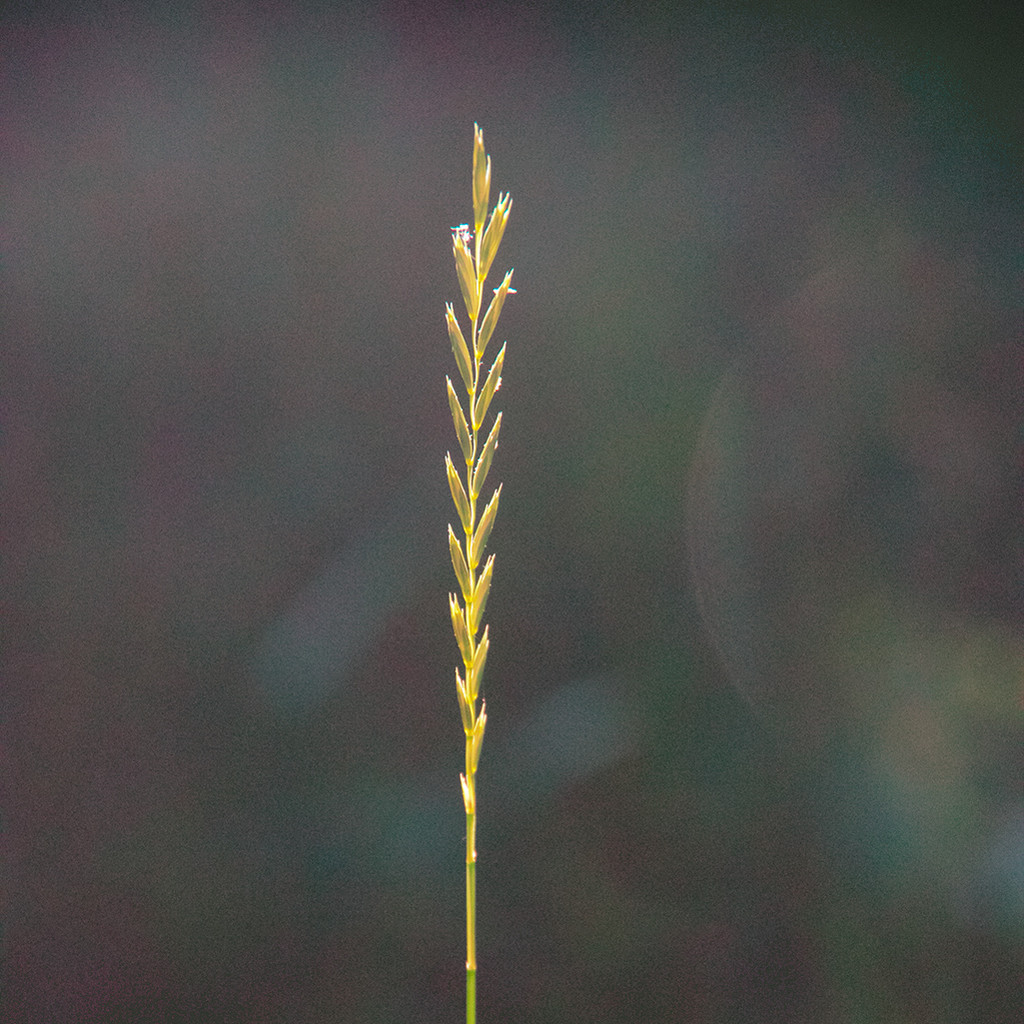 Backlit grass by houser934