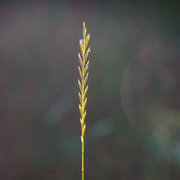 20th Jun 2017 - Backlit grass