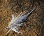 16th Jun 2017 - Lost feather-LHG_8415 