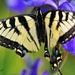 Swallowtail butterfly and Iris  by radiogirl