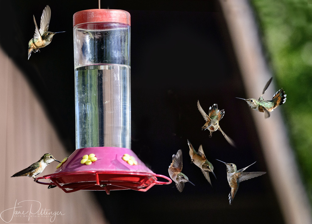Fiesty Rufous Hummingbird Babies At the Feeder by jgpittenger