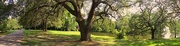 20th Jun 2017 - Live oak and woodland path, Charleston, SC