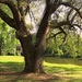 Live oak and woodland path, Charleston, SC by congaree