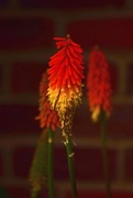 20th Jun 2017 - Kniphofia, also called tritoma, red hot poker, torch lily, knofflers or poker plant,