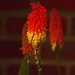 Kniphofia, also called tritoma, red hot poker, torch lily, knofflers or poker plant, by ianmetcalfe