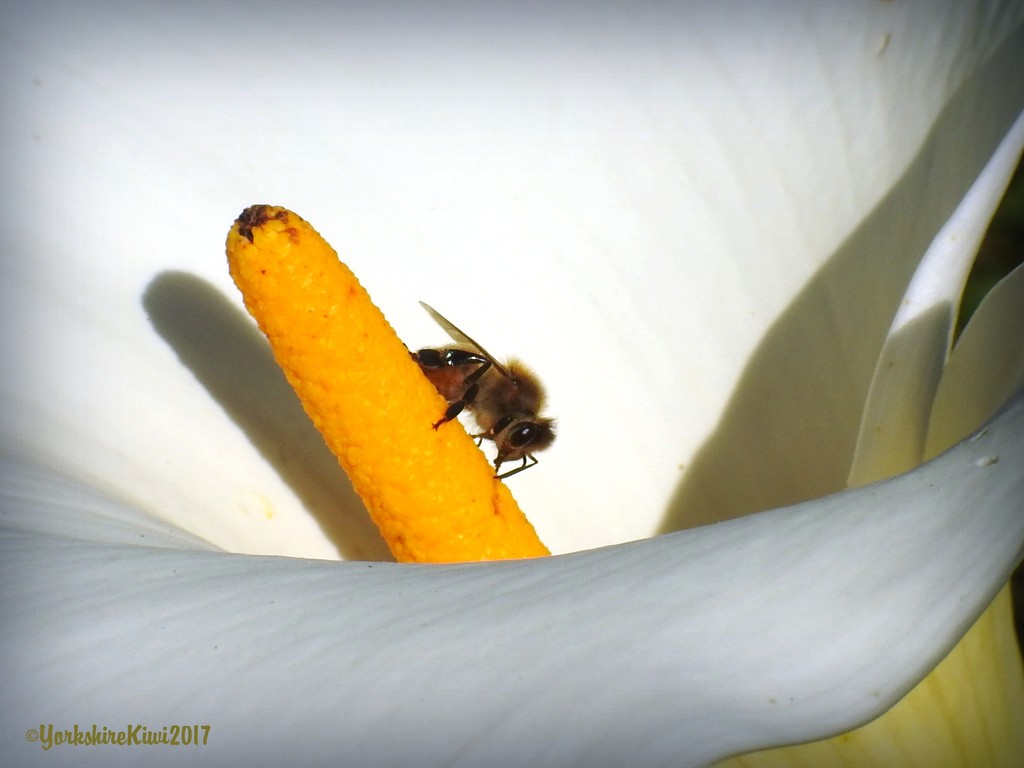 bee on arum lily by yorkshirekiwi