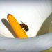 bee on arum lily by yorkshirekiwi