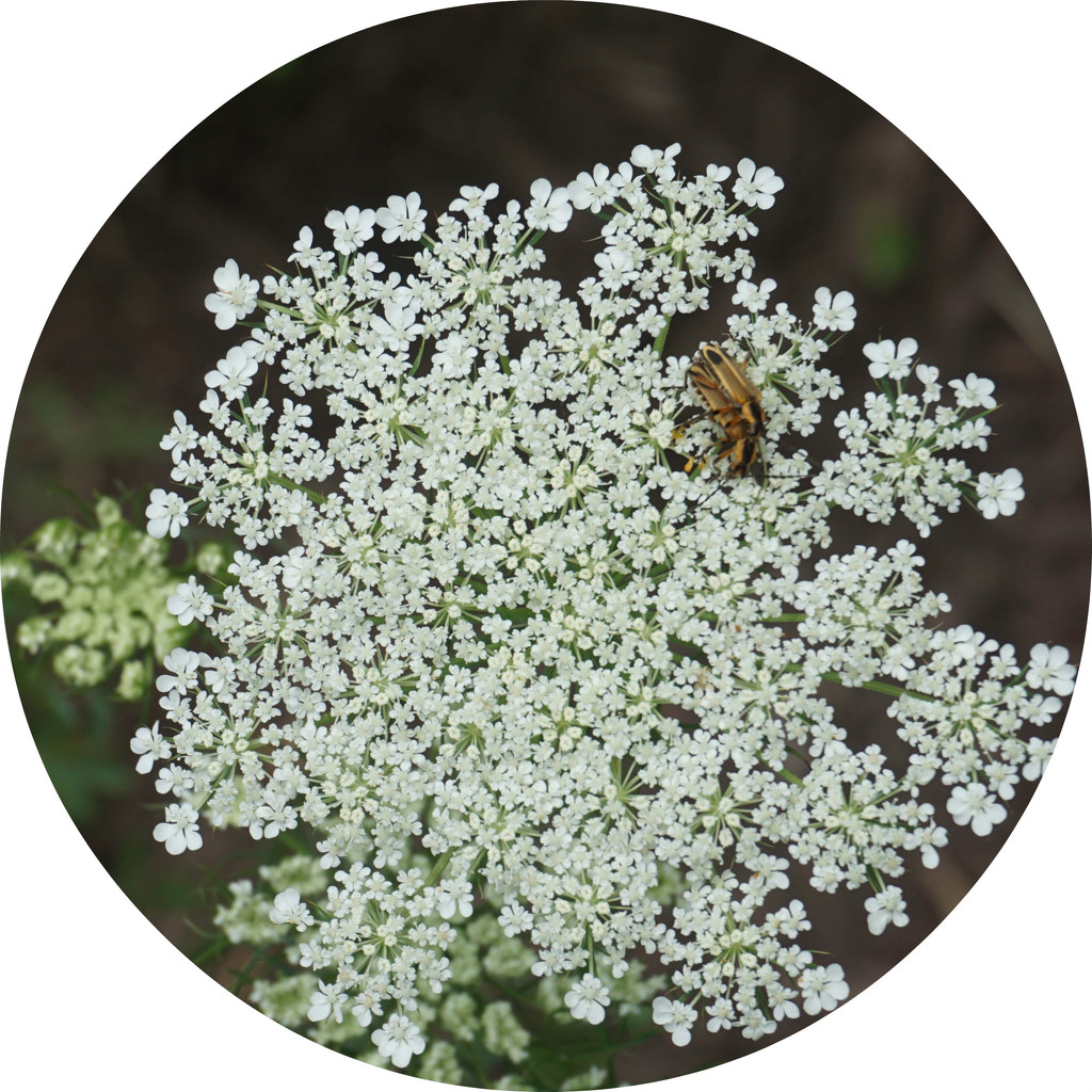 Queen Anne's Lace and a Hitchhiker by allie912