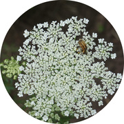21st Jun 2017 - Queen Anne's Lace and a Hitchhiker